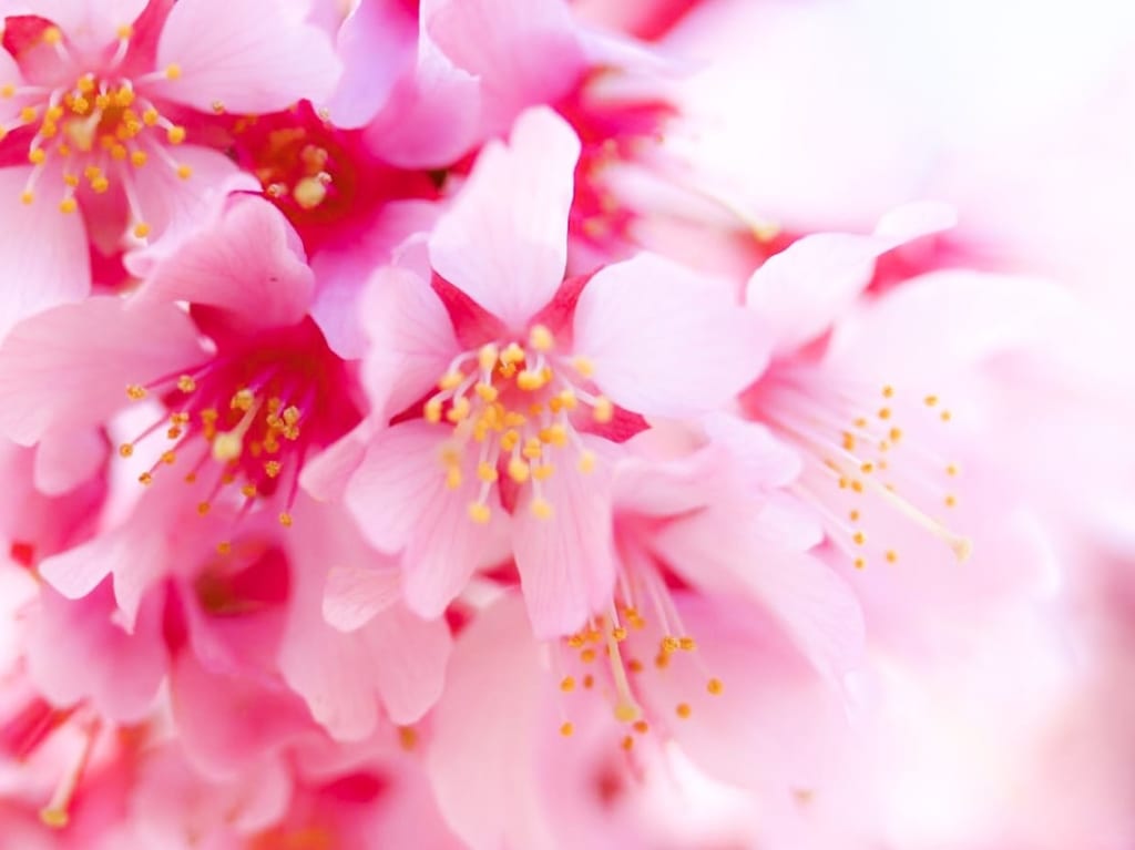 おかめ桜
