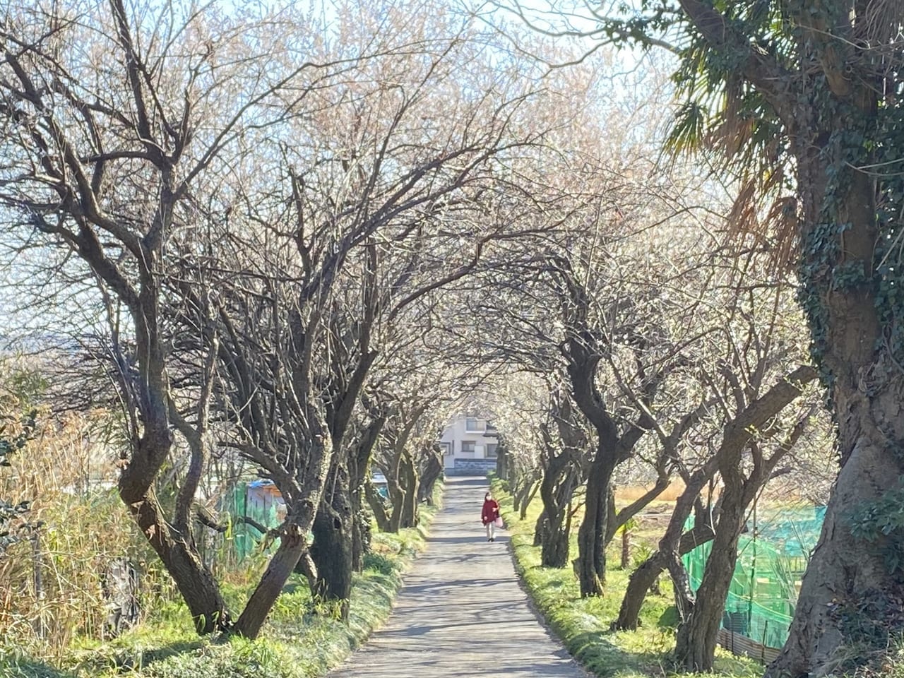 香雲寺