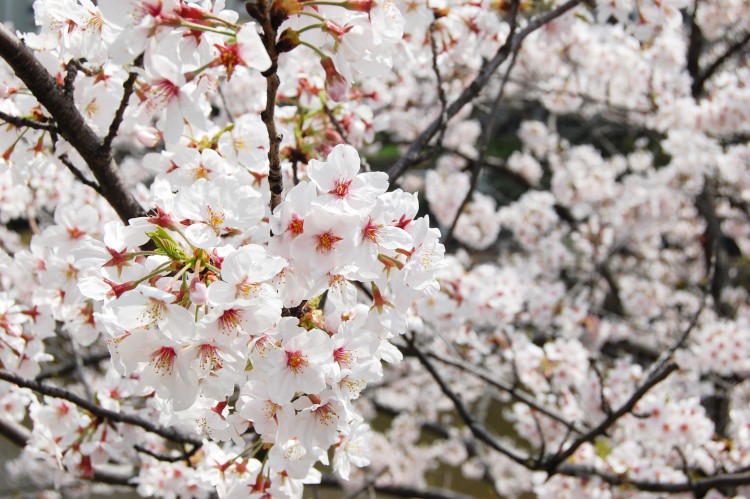 sakura