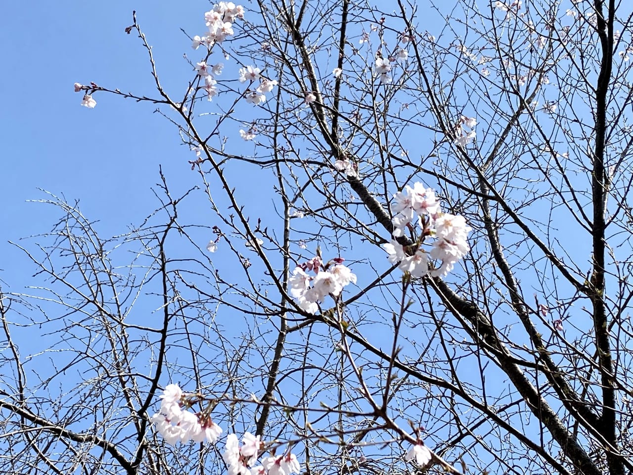 sakura