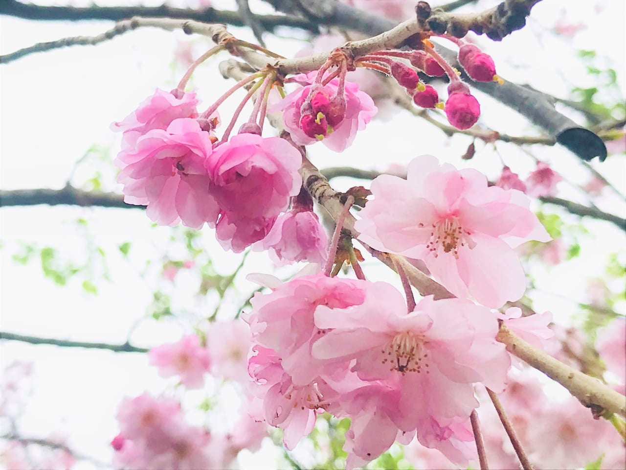 sakura