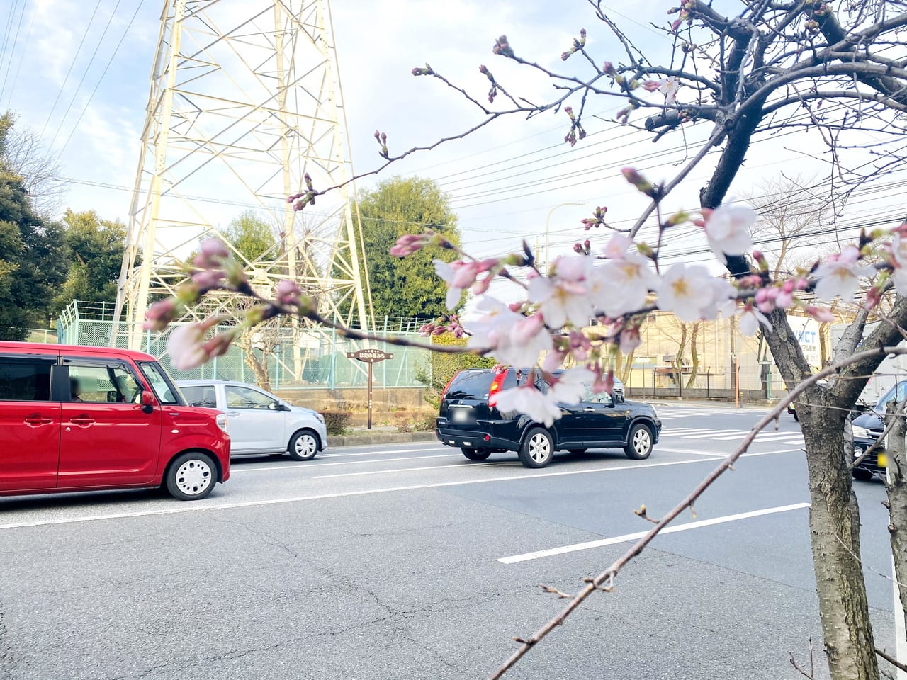 sakura