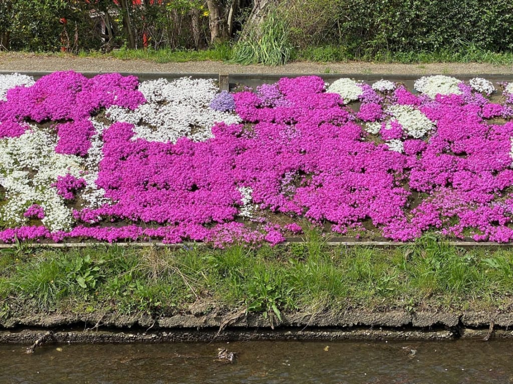 芝桜