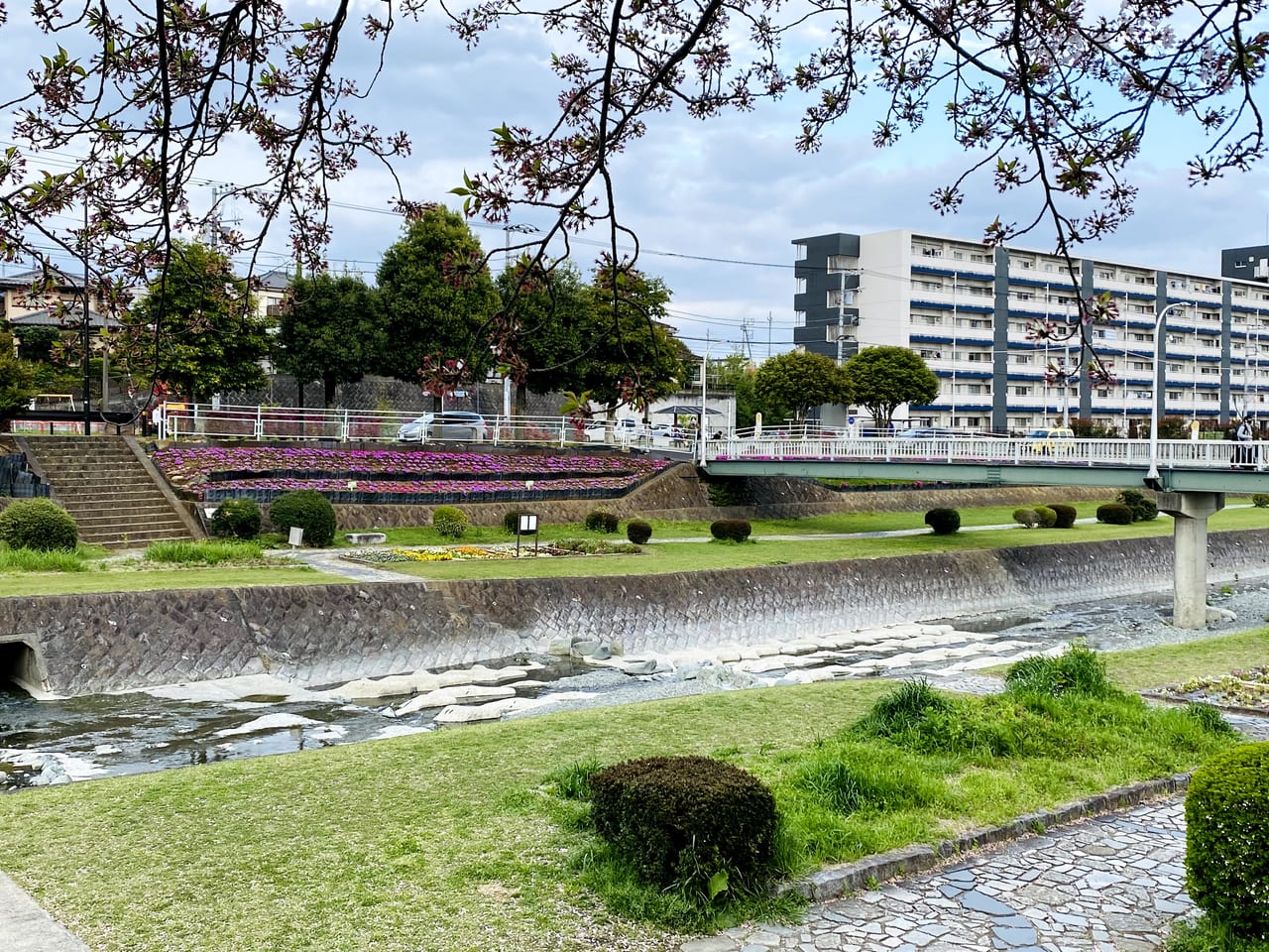 秦野市 桜の次は芝桜 水無川沿いに咲く芝桜が見頃を迎えています 号外net 秦野市 伊勢原市