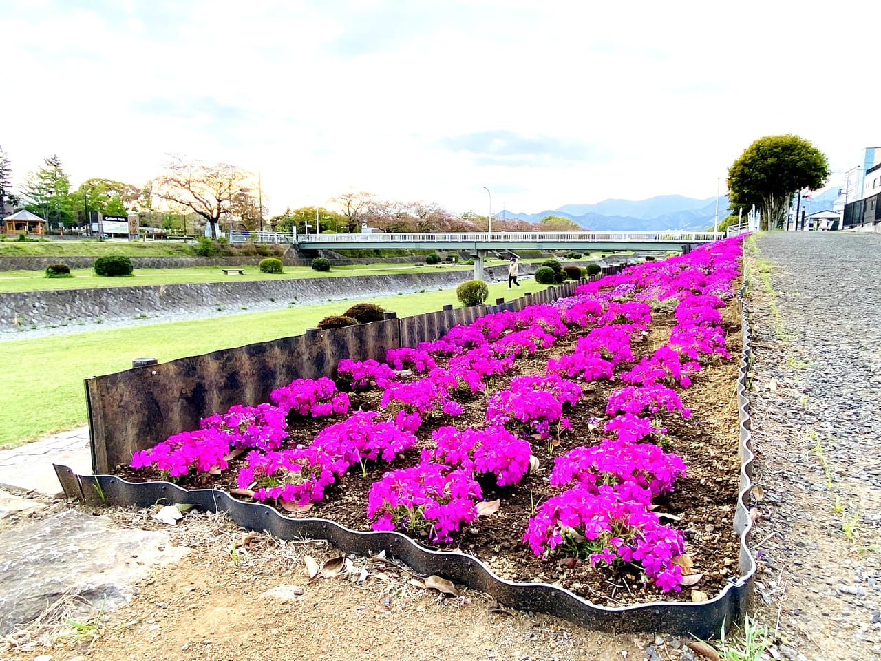 芝桜