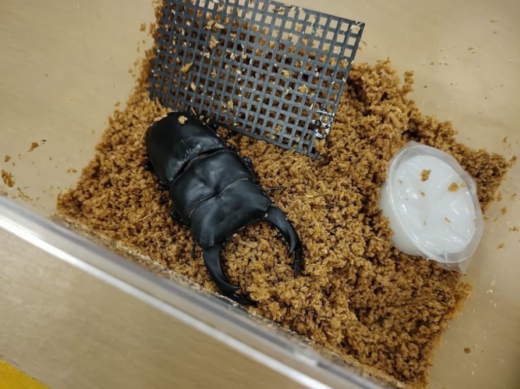ツヤちゃんのクワガタ