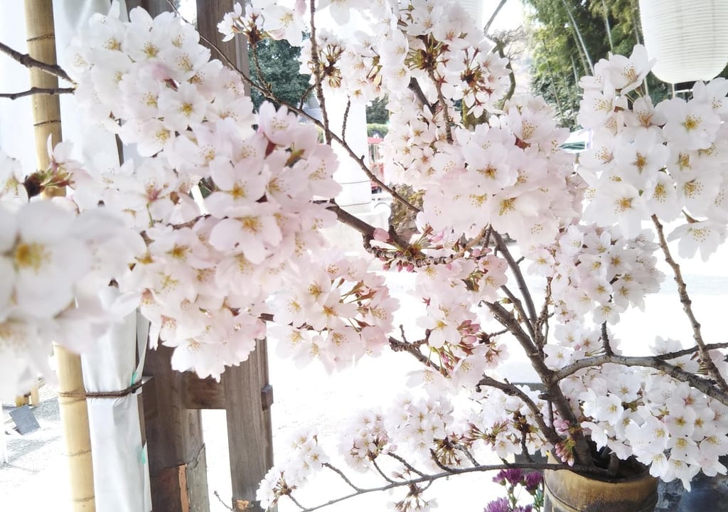 さくら