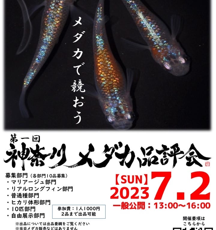 メダカ品評会