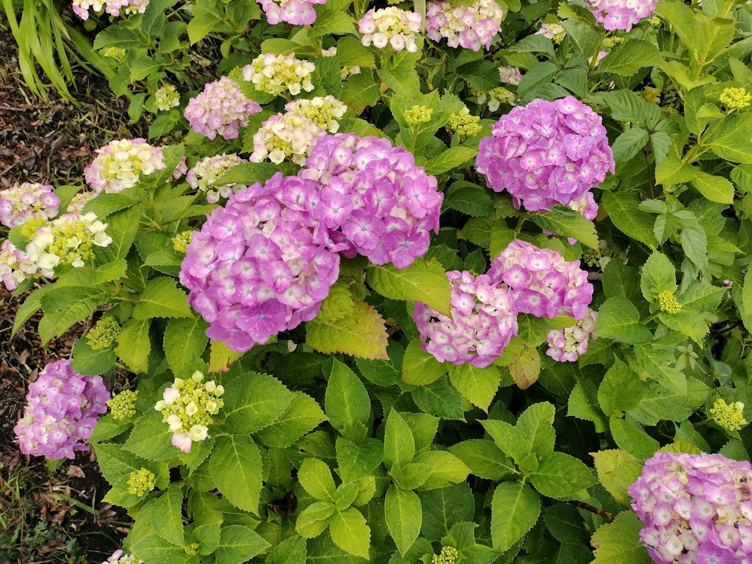 戸川公園