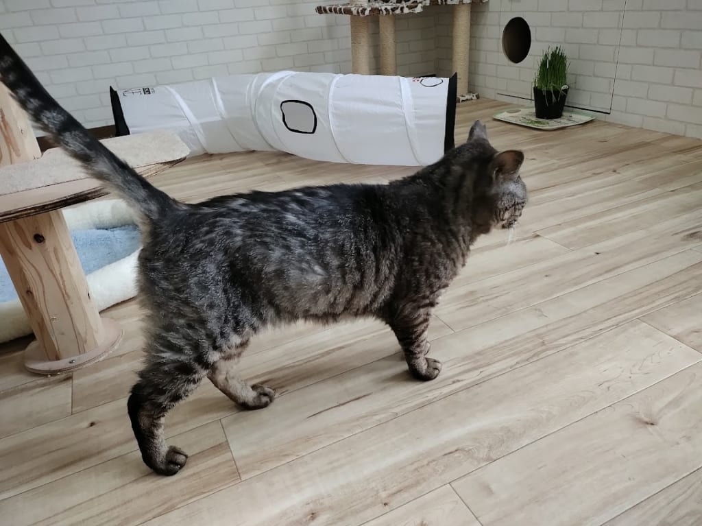 保護猫
