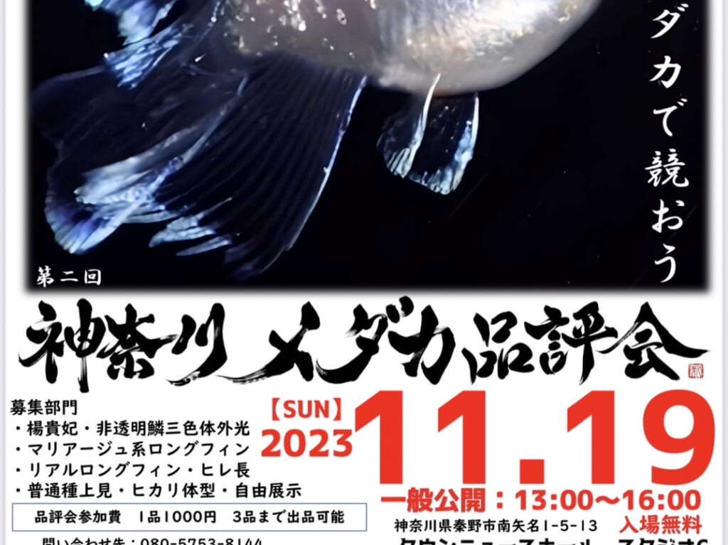 メダカ品評会