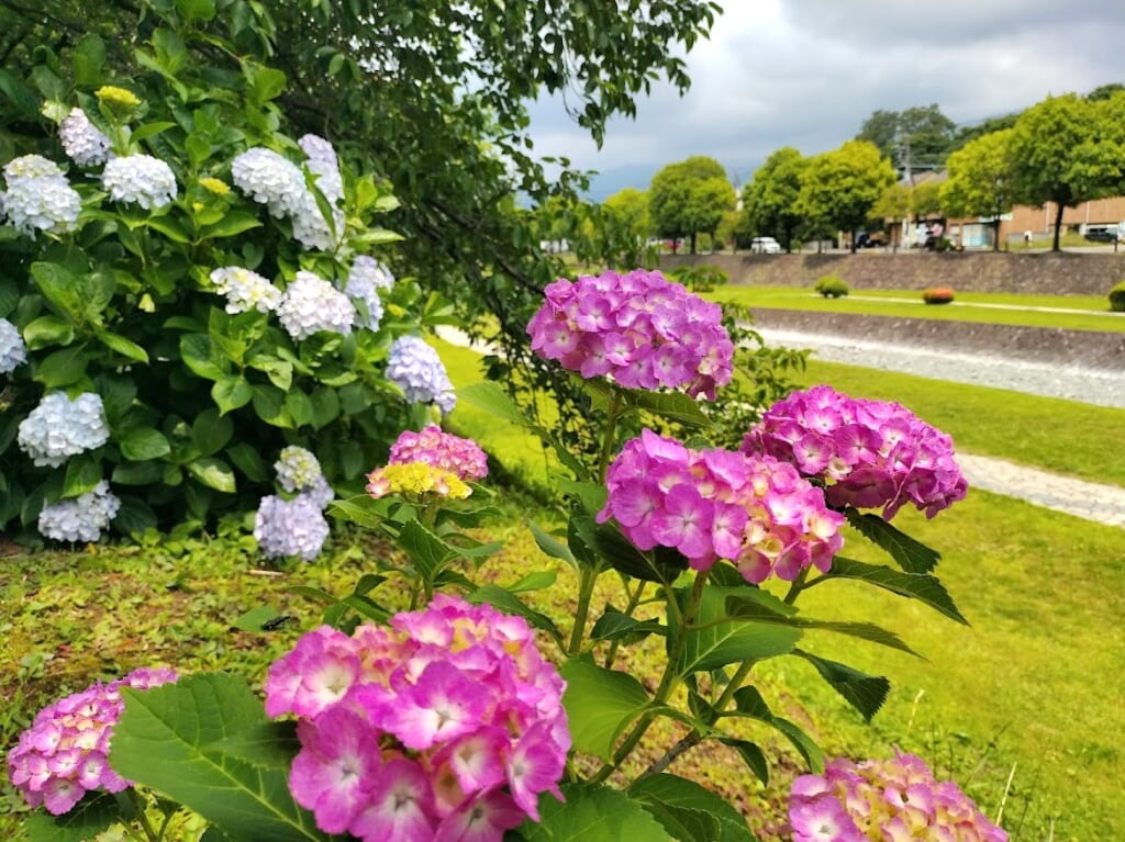 アジサイ