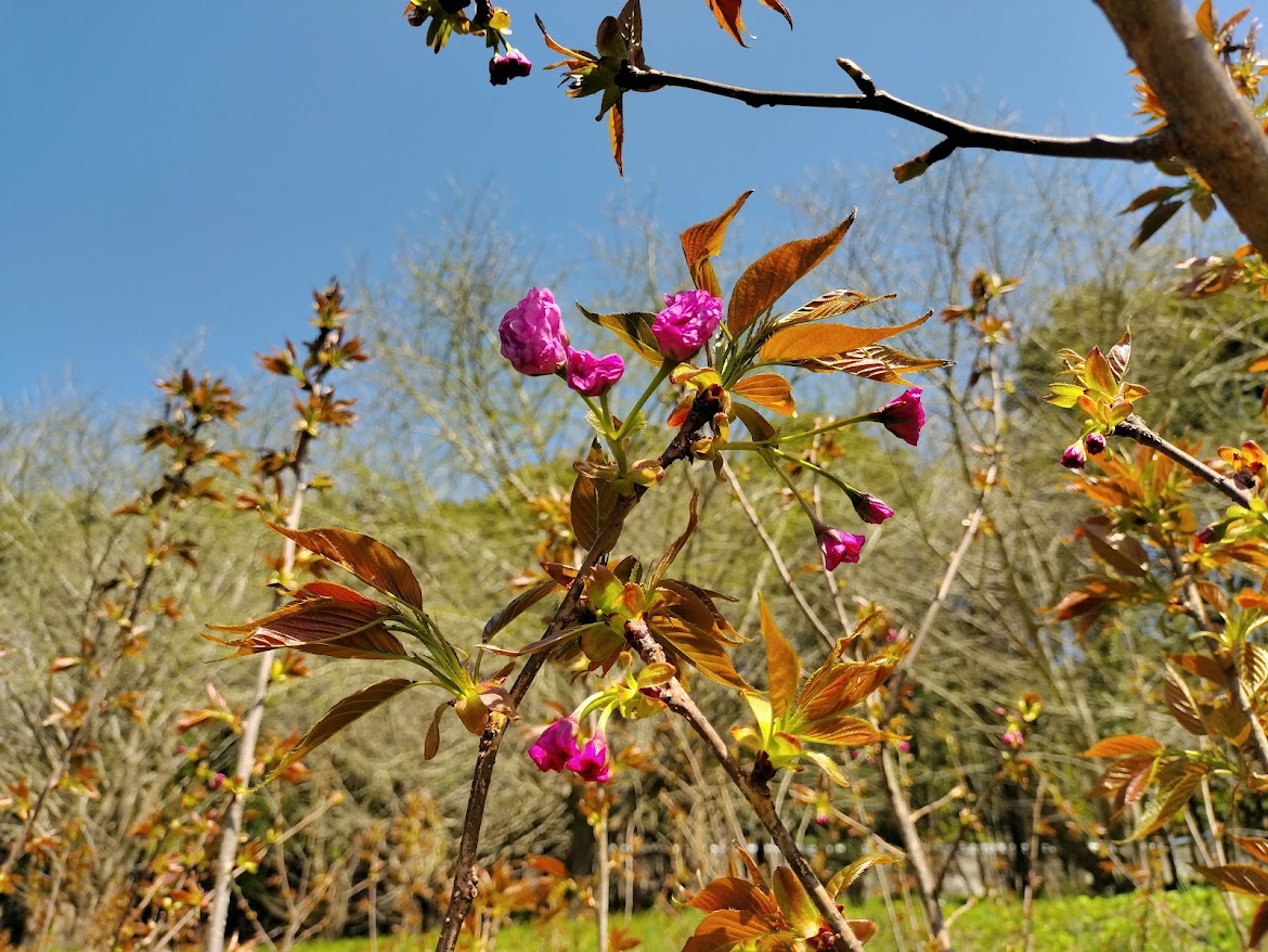 八重桜