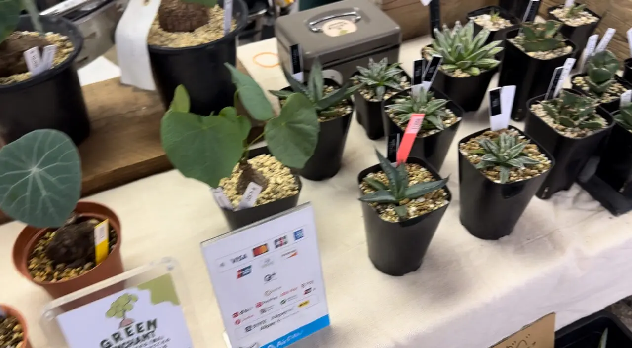 伊勢原メダカフェス