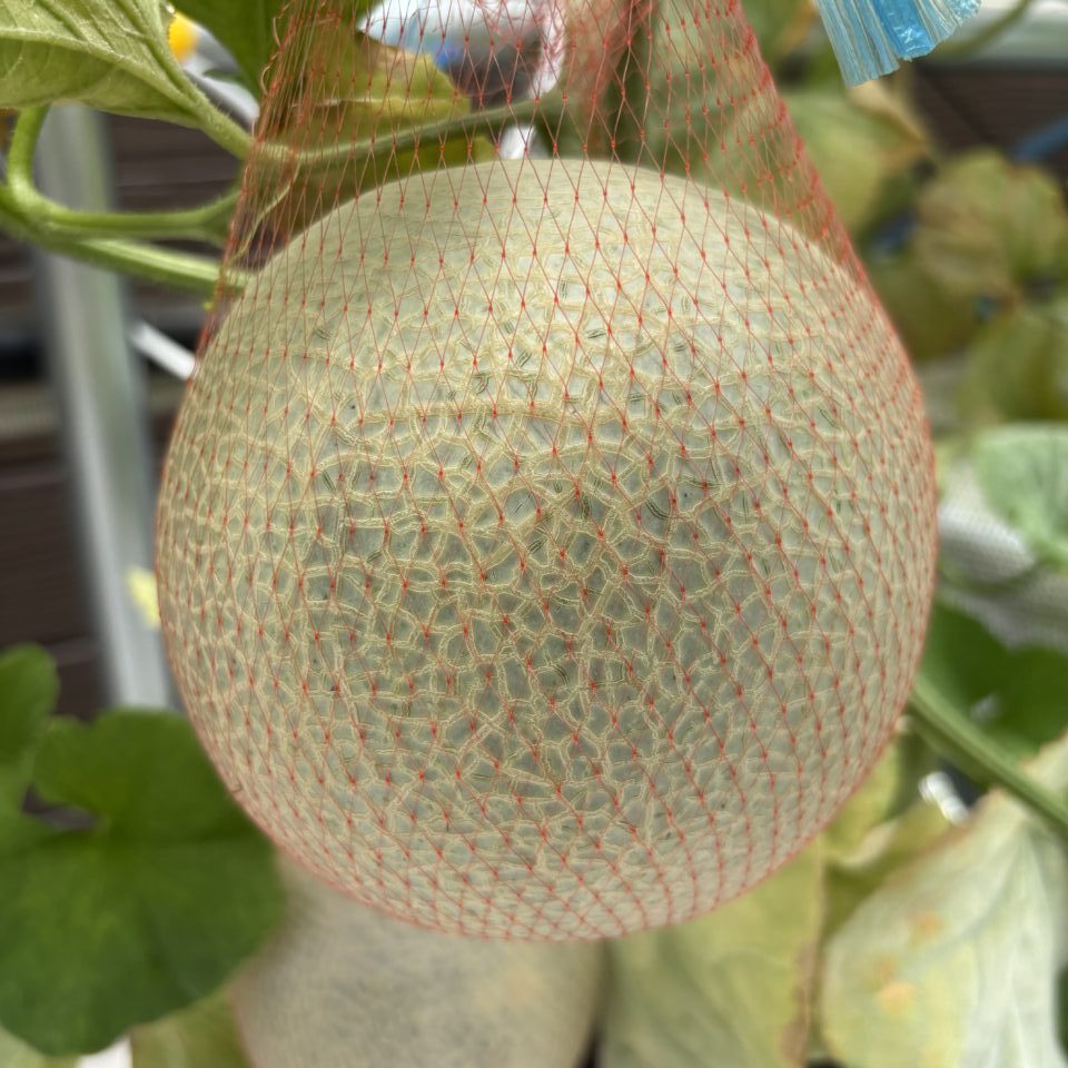 いんくるネット