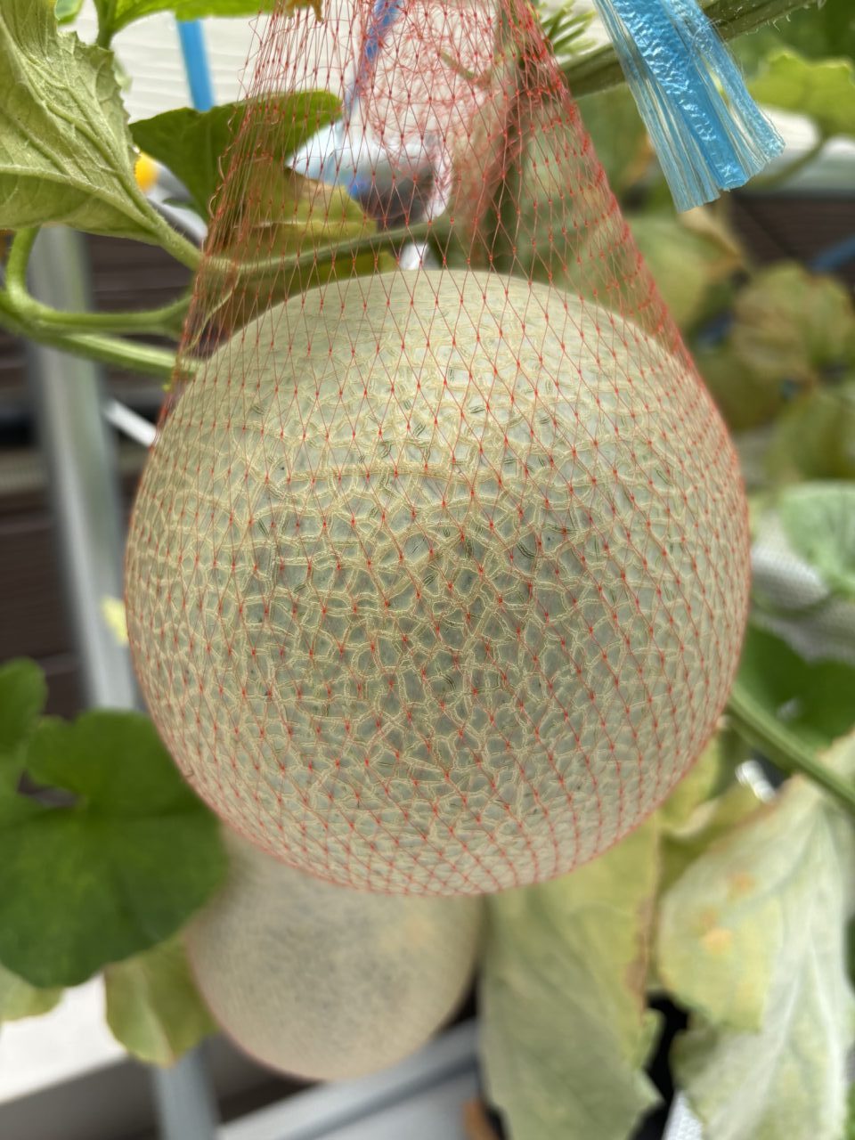 いんくるネット