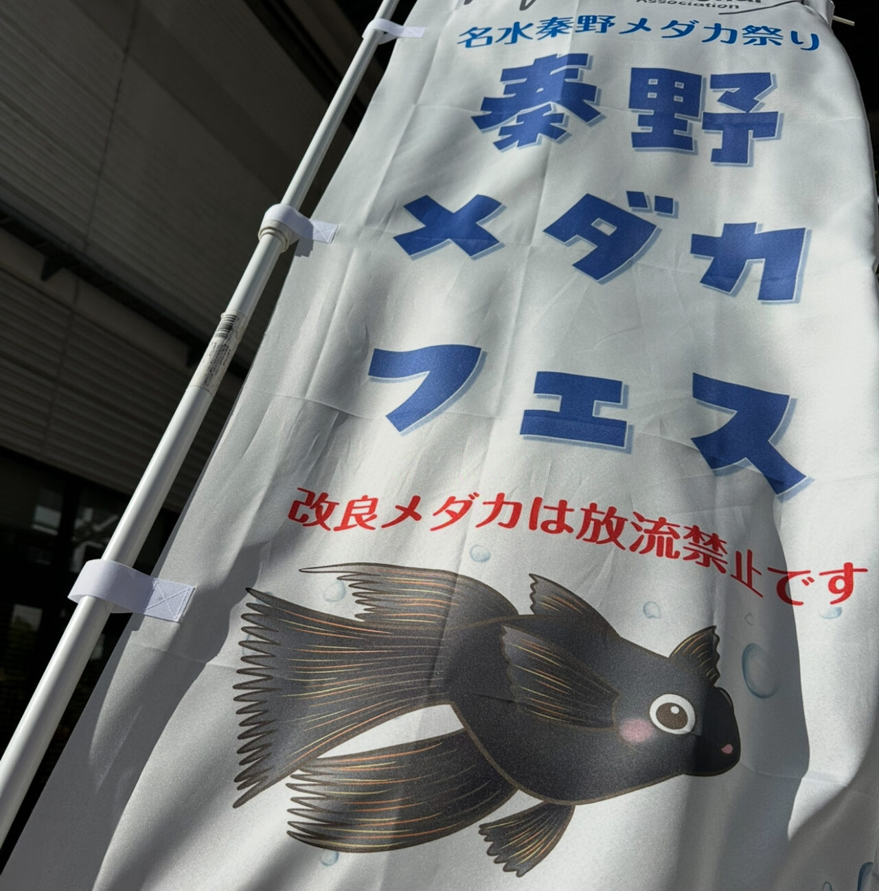秦野メダカフェス8th