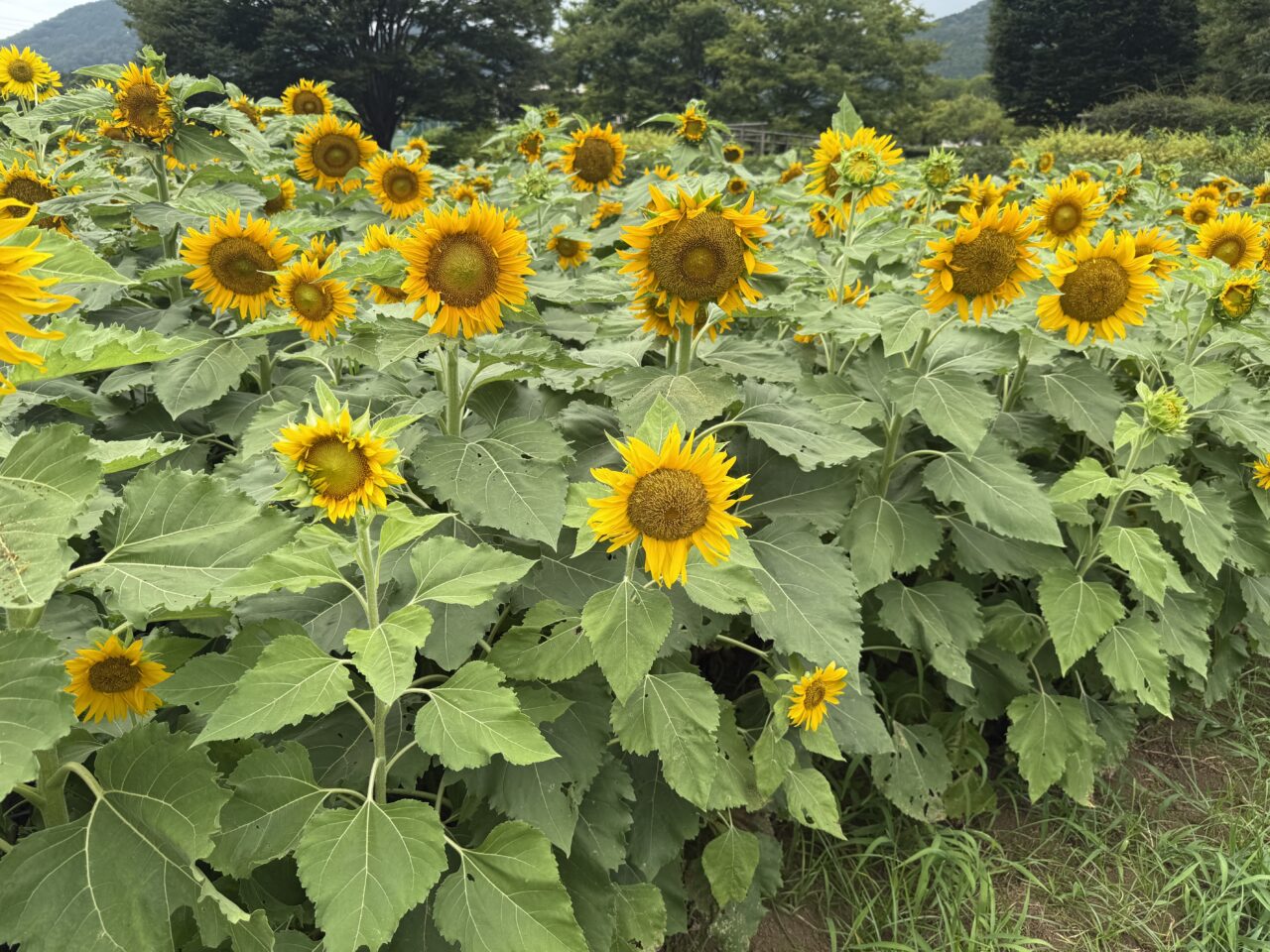 戸川公園ひまわり