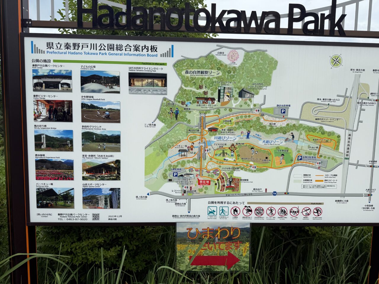 戸川公園ひまわり