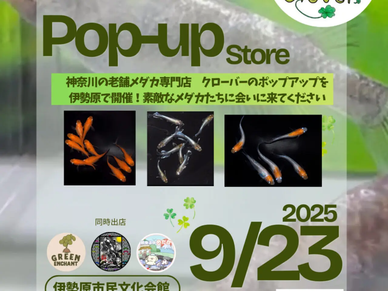 20250915クローバー