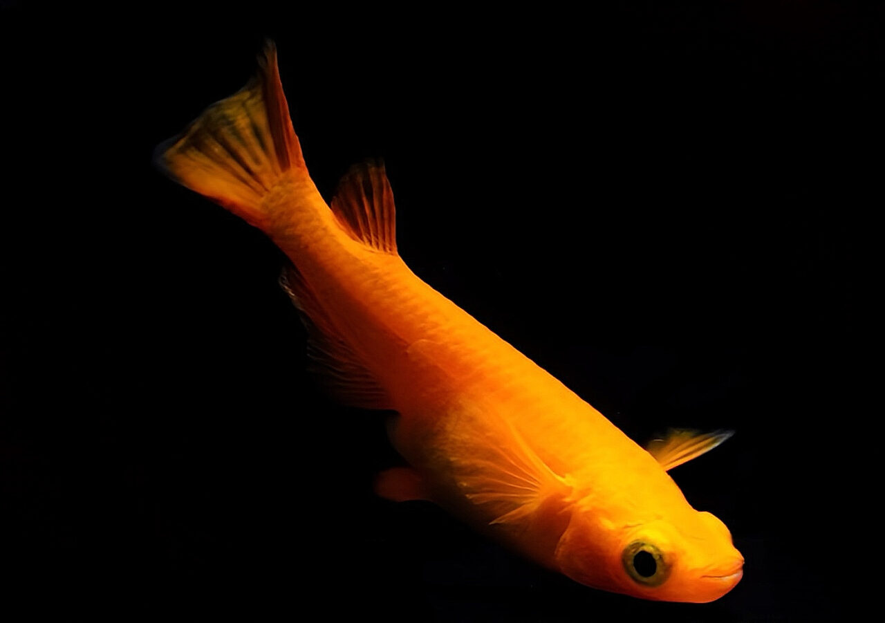 第八回国際メダカ品評会