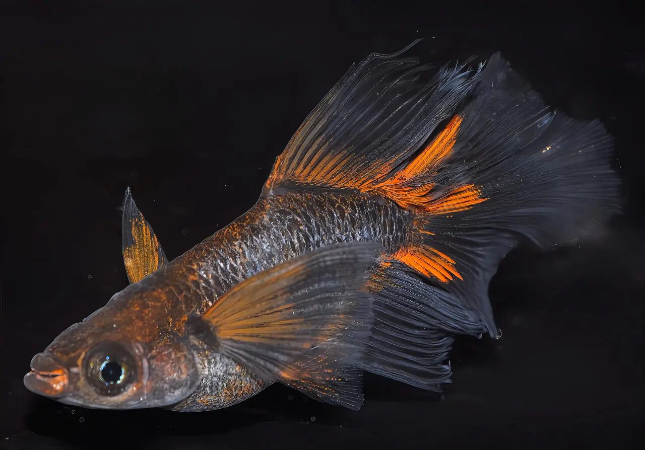 2025秦野メダカCrossFesta