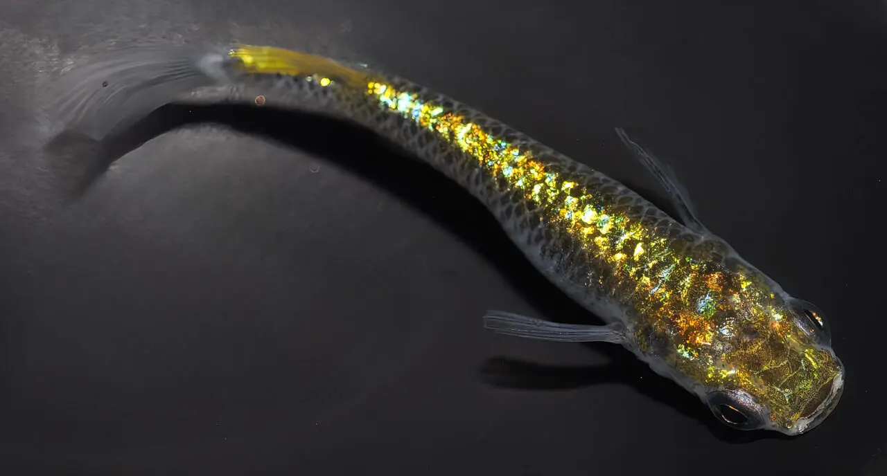 2025秦野メダカCrossFesta