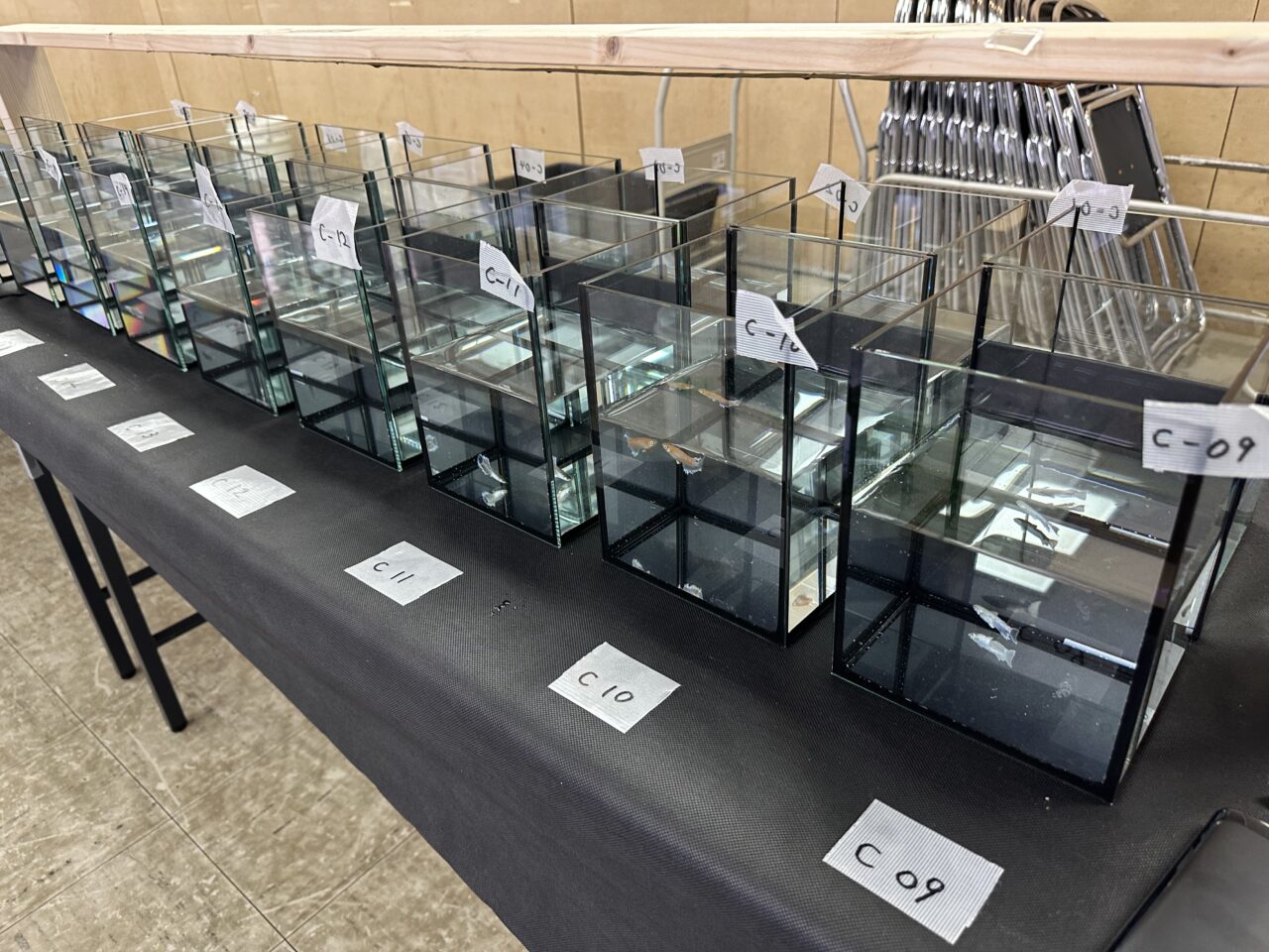 第八回国際メダカ品評会