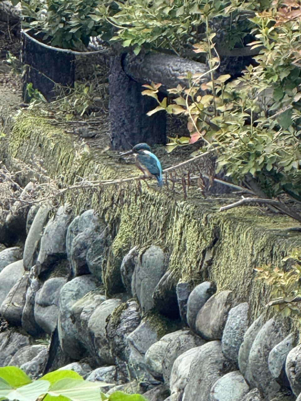 2026冬鳥の観察会