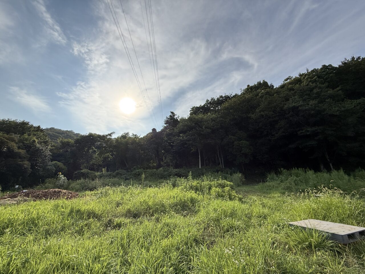 20251207あわいのもり