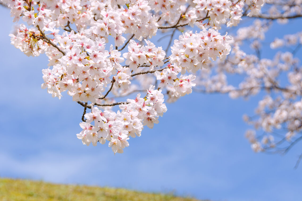 20260318桜フェスタ