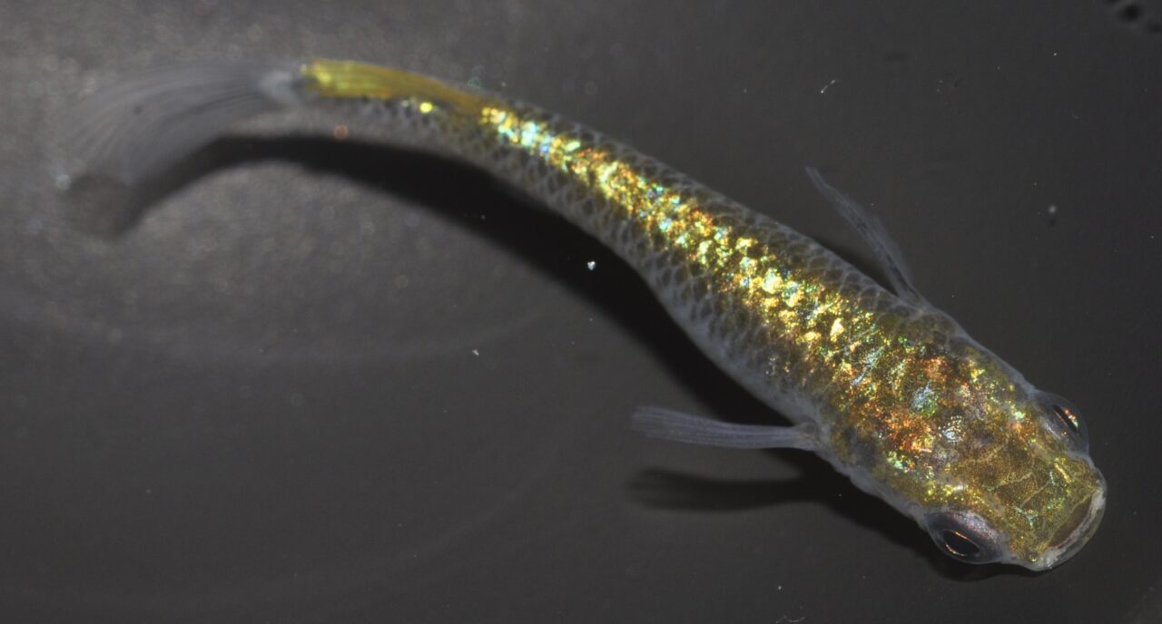 20260411メダカフェス