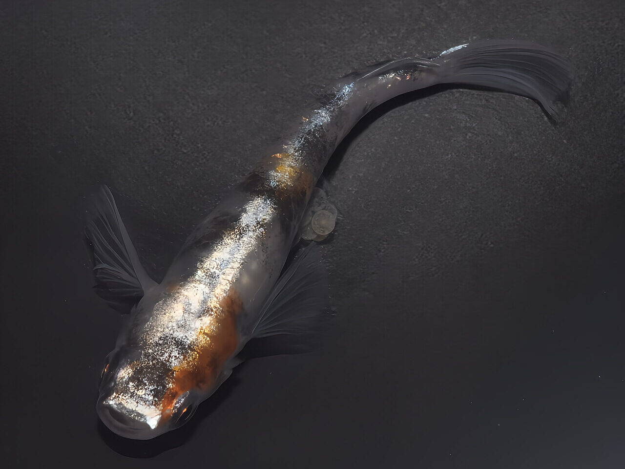 20260411メダカフェス