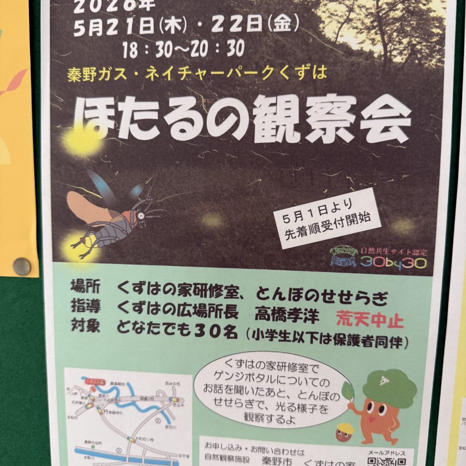 20260426_ほたる