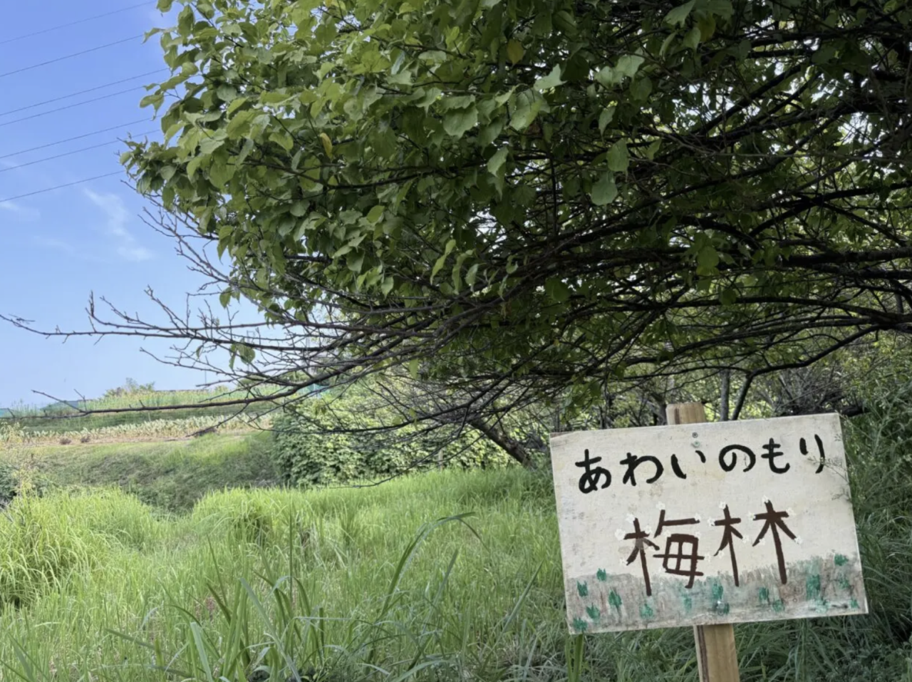 20260512_awai