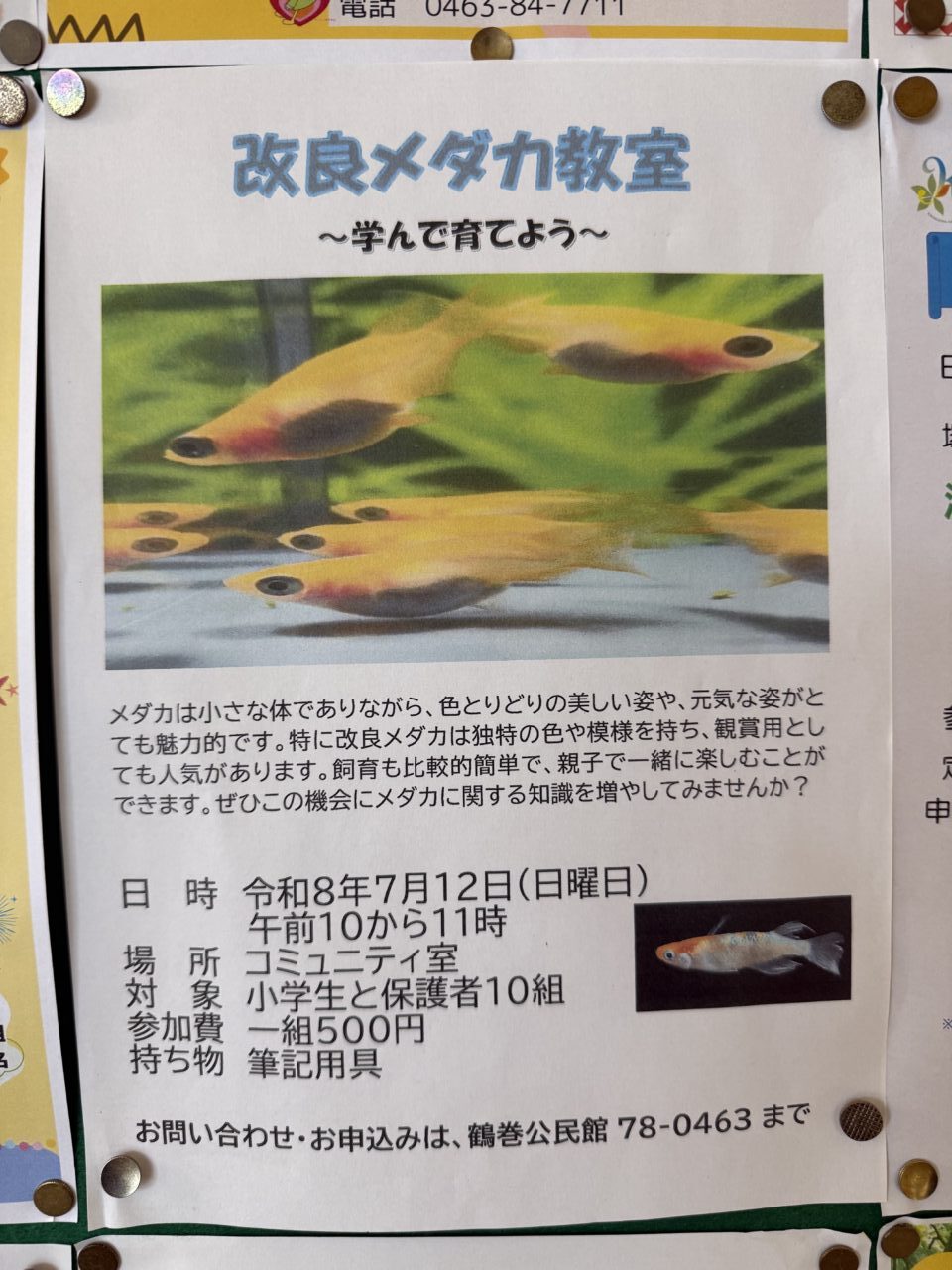 20260706_メダカ