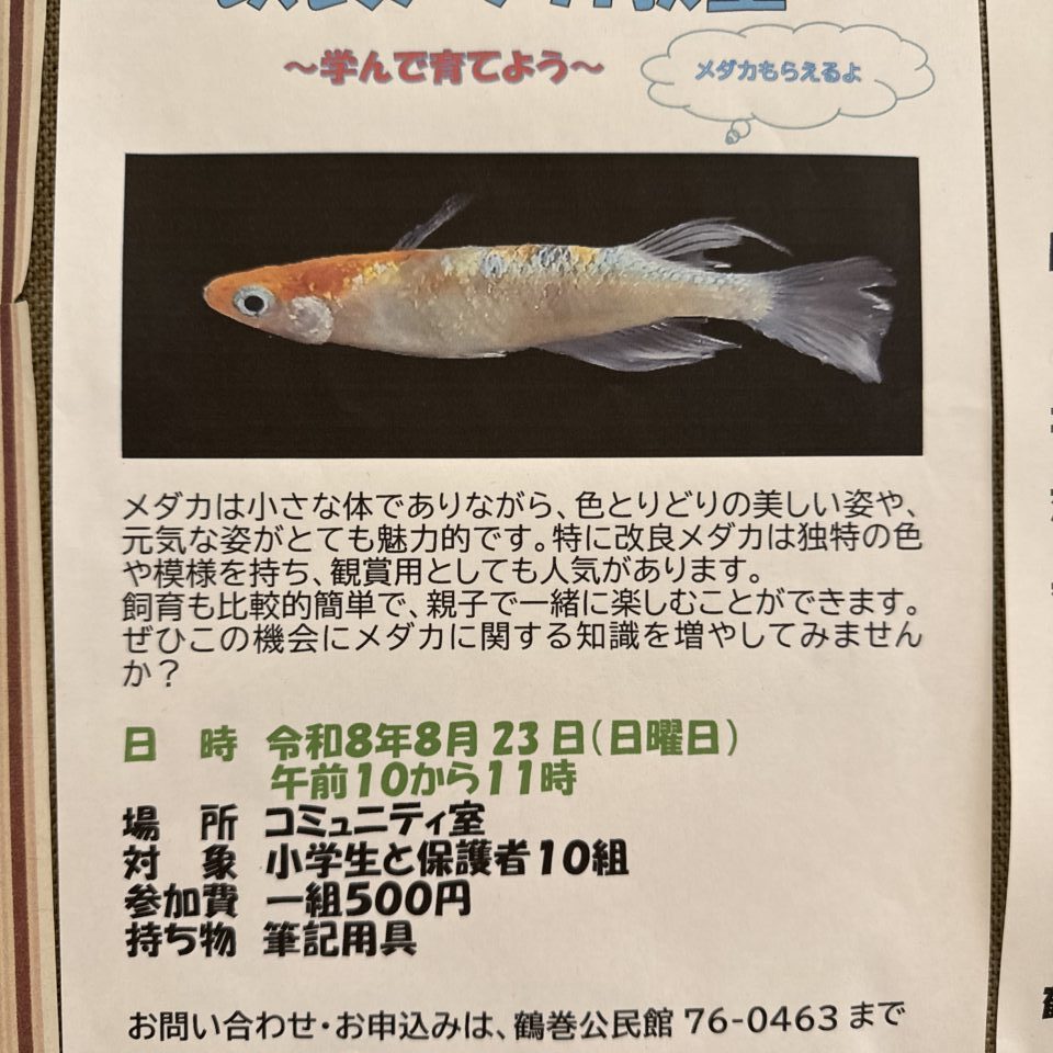 20260806_メダカ