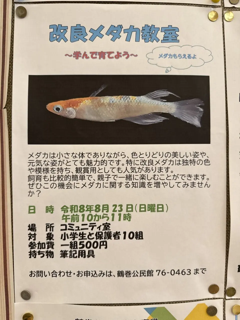 20260806_メダカ