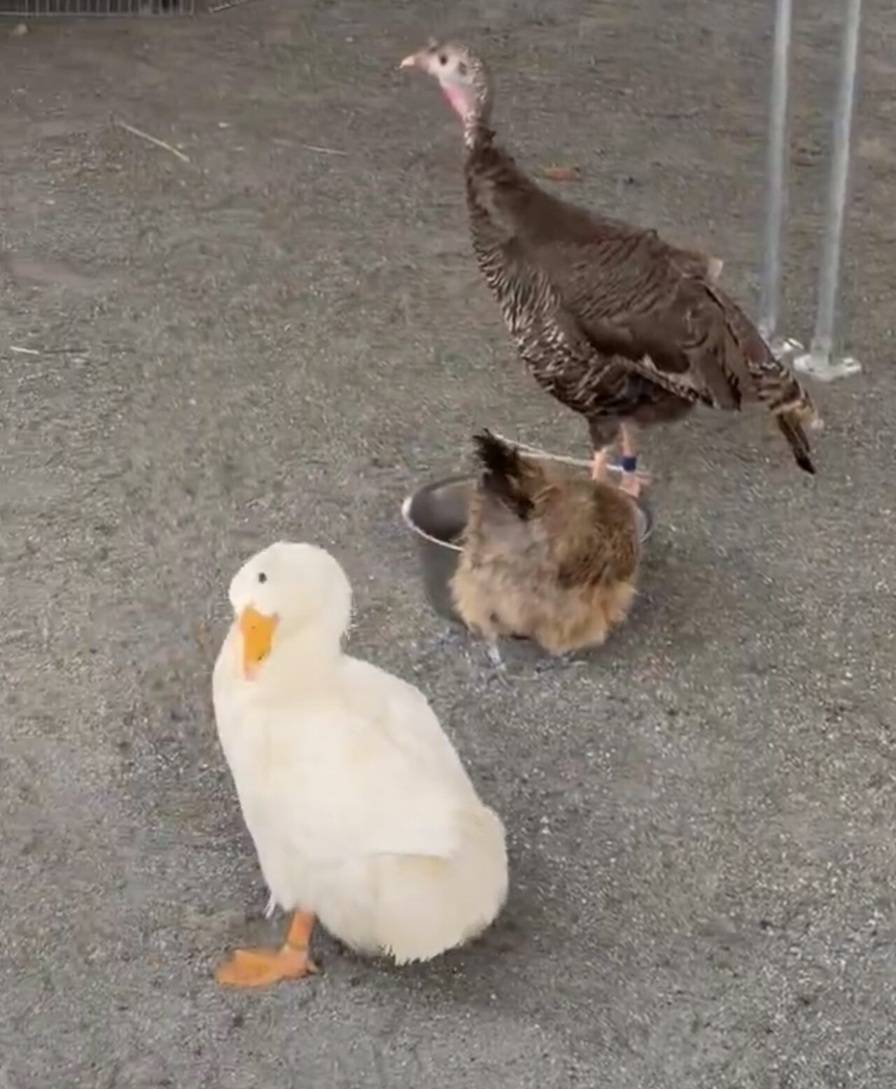 20261005_大根ふれあいまつり